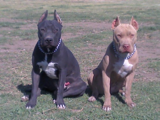 A nueve meses ya del tamaño y pero de un perro adulto A nueve meses ya del tamaño y pero de un perro adulto
