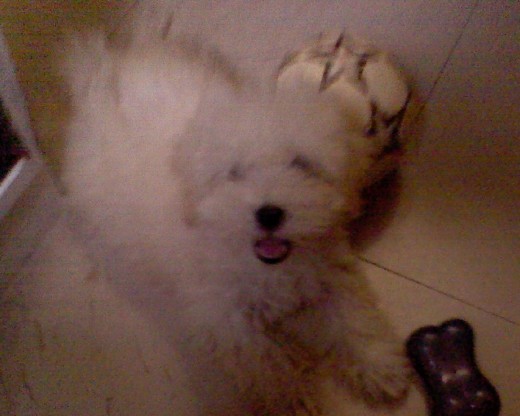 Peluche <3 <3 