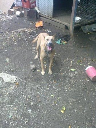 Mestizo de amstaff y pitbull