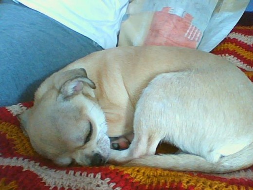 Busy dormido Busy dormido