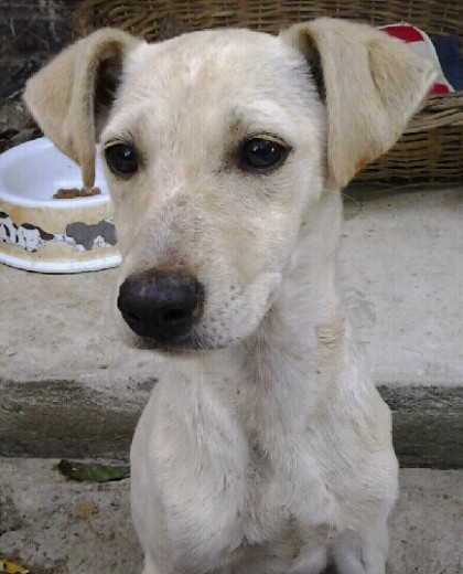 esta es mi perrita canela, la encontré hace 2 meses en la puerta de mi campo, según el vet llevaba sin comer como 3 semanas y estaba deshidratada y muy flaca, también tenia un hermano pero cuando llegaron el estaba muy mal y no se podía levantar, cuando llegamos al vet ya era muy tarde para el pero su hermana ahora esta mucho mejor y es la cachorrita mas leal que he visto, te quiero cane! 