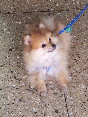 Boo de paseo con tres meses de edad!!!!! Boo de paseo con tres meses de edad!!!!!