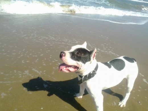 el rocko en la playa