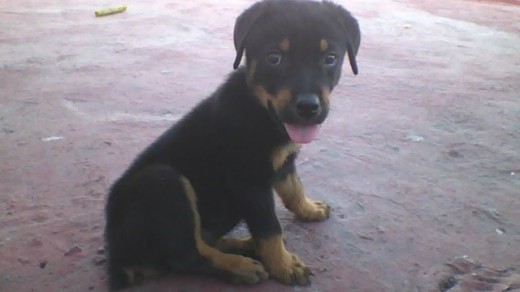 su segundo dia en casa con 2 meses de edad
