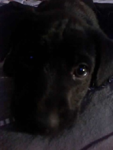 o encontre hace dos meses y qria saber si es labrador
