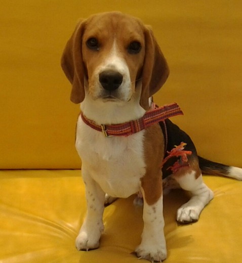 Hola mi nombre es Zacky soy un beagle tricolor
Hola mi nombre es Zacky soy un beagle tricolor