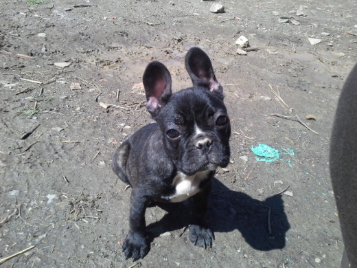 En el campo