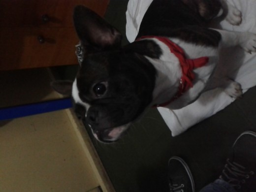 Pancho es un Boston Terrier atigrado, le encanta correr y jugar con otros perros. Es muy cariñoso y aprende trucos fácilmente.