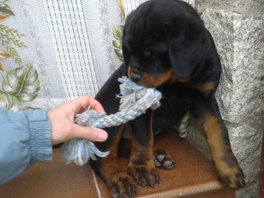 Jugando con su juguete Jugando con su juguete