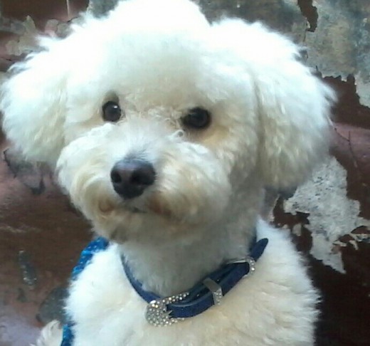Busco novia u.u Busco novia u.u