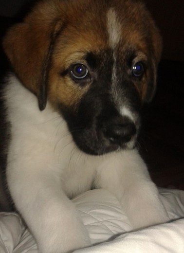 2 meses y medio 2 meses y medio