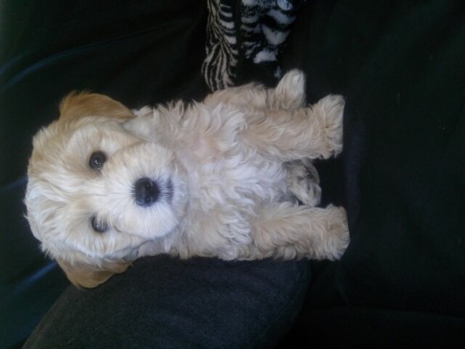 Adoptanos a este pequeñajo y no sabemos que raza podria ser, solo nos han dicho que se haria como un cocker, aunque yo pienso que se hara un poco mas grande