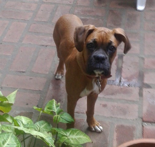 Koffi, curiosa y atenta Koffi, curiosa y atenta
