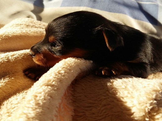 Os presento a Nico, La madre es yorkshire y el padre pincher mini. 