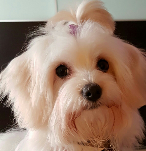 Mi Maya con su cara de pollete inocente. Mi Maya con su cara de pollete inocente.