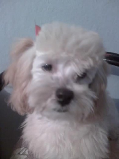 En Realidad Yo Soy una Poodle En Realidad Yo Soy una Poodle