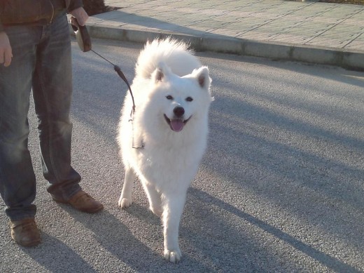 Dando un paseo