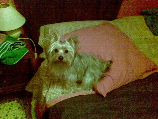 mi peke