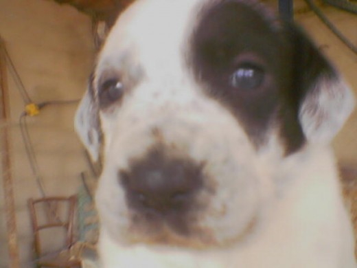 Q CARITA MAS MAJA Q CARITA MAS MAJA