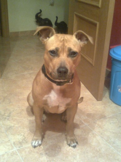 HOLA SOY CANELA 
SOY UNA PERRA MUY BUENA Y MUY LISTA