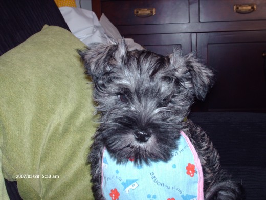 odie de pequeño su edad era de dos meses y estaba en el sofa sentado con un babero esperando la foto posando para eya jejeje