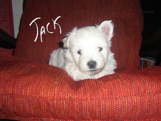 Este es jack en el sofa de casa.