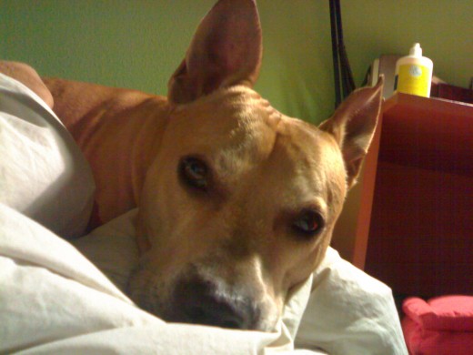 Danko, Pitbull Mexicano.
Ha fallecido hace poco de cáncer. Es el mejor compañero que yo y mis sobrinos (pekeños) hemos tenido. Danko, Pitbull Mexicano.
Ha fallecido hace poco de cáncer. Es el mejor compañero que yo y mis sobrinos (pekeños) hemos tenido.