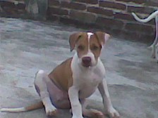 hermano de kiara y drako es hijo de moly