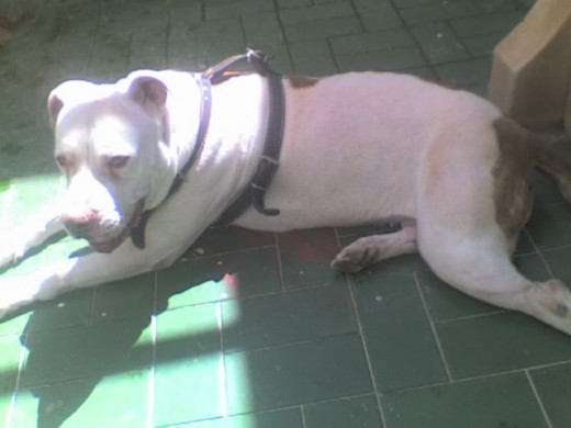 perla tomando el sol