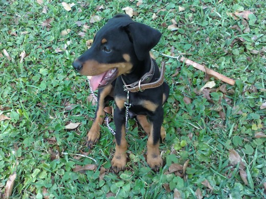 este es lucas le encanta correr ,jugar y que lo acaricien 
nunca se cansa y  ama el pasto ,es muy inteligente y juguetón 
a y le teme al agua
:D
