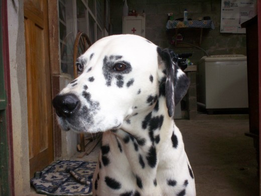 MI linda mascota
