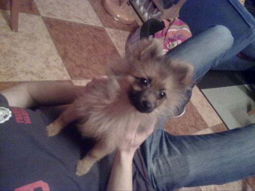 Bruno Bruno