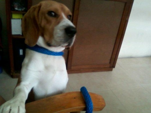 Es el beagle más lindo que hay Es el beagle más lindo que hay
