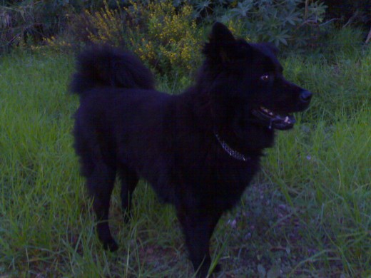 soy un chow chow cruzado con lobo y soy superimteligente jeje