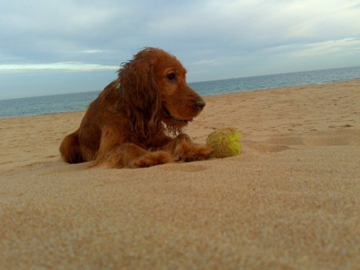 En su lugar favorito:laplaya.