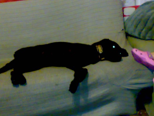 mi Lola durmiendo en el sofá