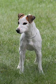 es una jack russell preciosa de 5 meses de Edad como seña particular tiene una mancha en forma de luna en su oreja Izquierda de alli se deriva su nombre