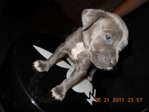 pitbull blue yeska 2s meses