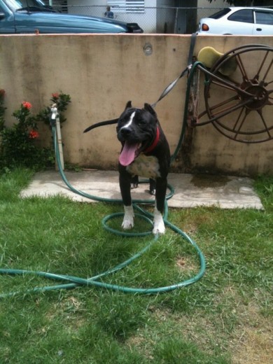 Kimbo- 7 meses- 19' d cabeza- 60.1 libras (27.26 kg)
Creen que crecera mas?? yo espero...