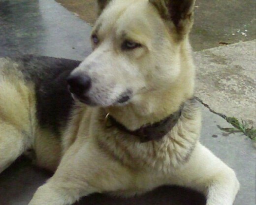 el es una mezcla de razas, su mama era pastor aleman y su papa husky siberiano, tiene lo mejor de ambas raras es un perro guardian pero a la vez es jugueton y divertido