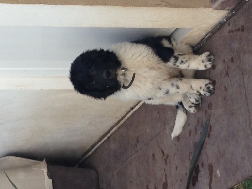 Boomer esperando la hora de comer