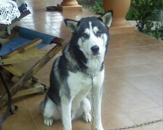 el es mi segundo perro, es jugueton y tranquilo tiene un tamaño mayor al de su raza y por lo tanto intimida pero es un perro cariñoso y fiel