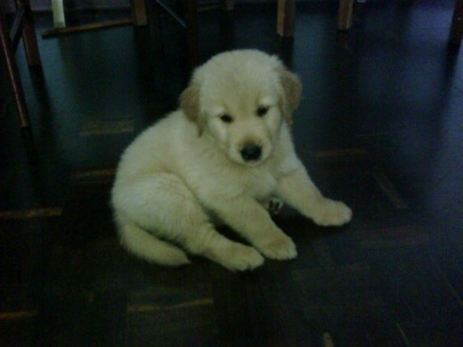 Mi primer dia en casa Mi primer dia en casa