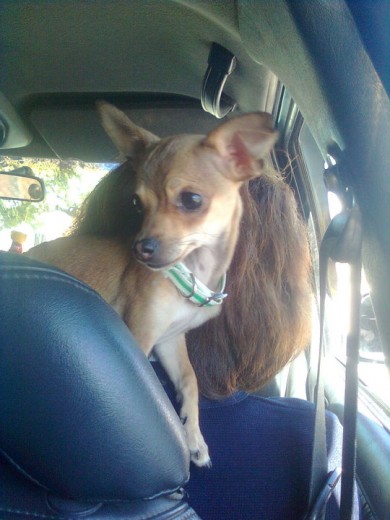 en la cabezzaa en el carro!*