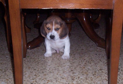 Su primer día en casa.