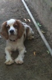 mingo