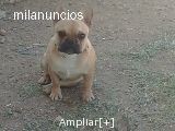 estoy buscando novia para tener cachorritos , si te gusto ,llama a mi mami 