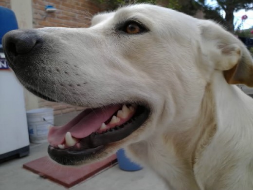 Mi Perro Odin