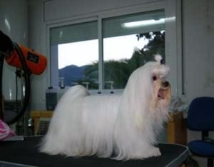 Saúl en la peluquería de casa, un sitio que le gusta de verdad.
Hijo de Talismán de la Hangarilla
y Zahara sweet de la Hangarilla
