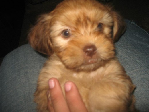 Ella es amber va a cumplir 2 mesitos :)
Es super hiperactiva y le encanta correr mucho. Ella es amber va a cumplir 2 mesitos :)
Es super hiperactiva y le encanta correr mucho.